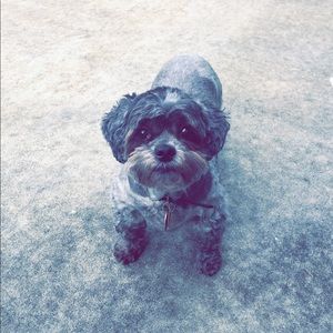 Meet your Posher, Sam